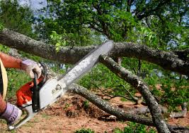 Best Tree Trimming and Pruning  in Port Hadlock Irondale, WA